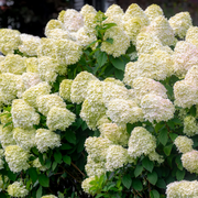 Hydrangea Paniculata Seeds
