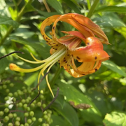 Turk's Cap Lily Seeds