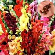 Mixed Colors Gladiolus Seeds