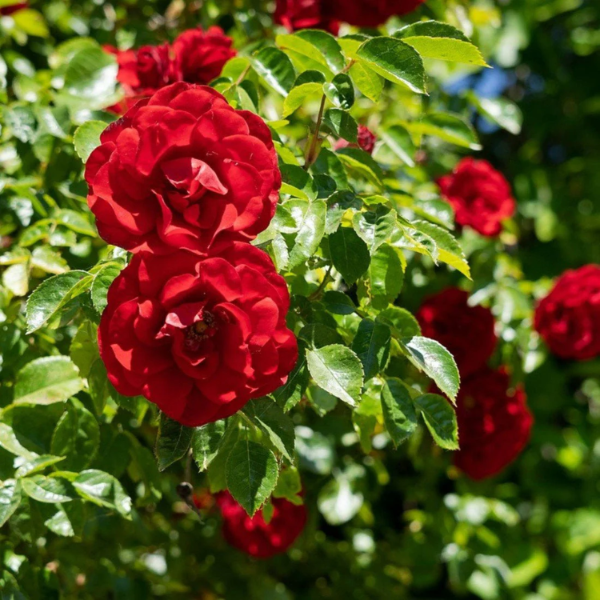 Red Climbing Rose Seeds