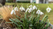 Snowdrop Seeds - For Home Gardens Seeds