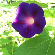 Purple Morning Glory Seeds