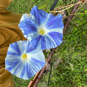 Flying Saucers Morning Glory Seeds
