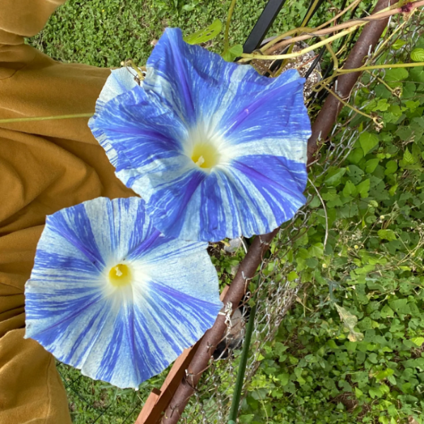 Flying Saucers Morning Glory Seeds
