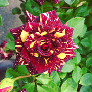 Abracadabra Rose Seeds