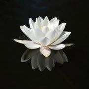 White Water Lily Nymphaea Seeds
