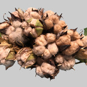 Sea Island Brown Cotton Seeds