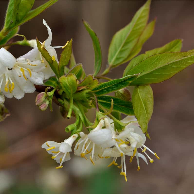 Fragrantissima Lonicera Seeds