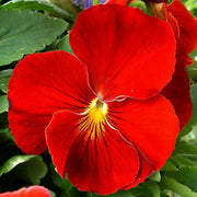 Red Pansy Seeds