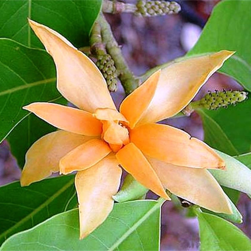 Ornamental Tree Magnolia Seeds