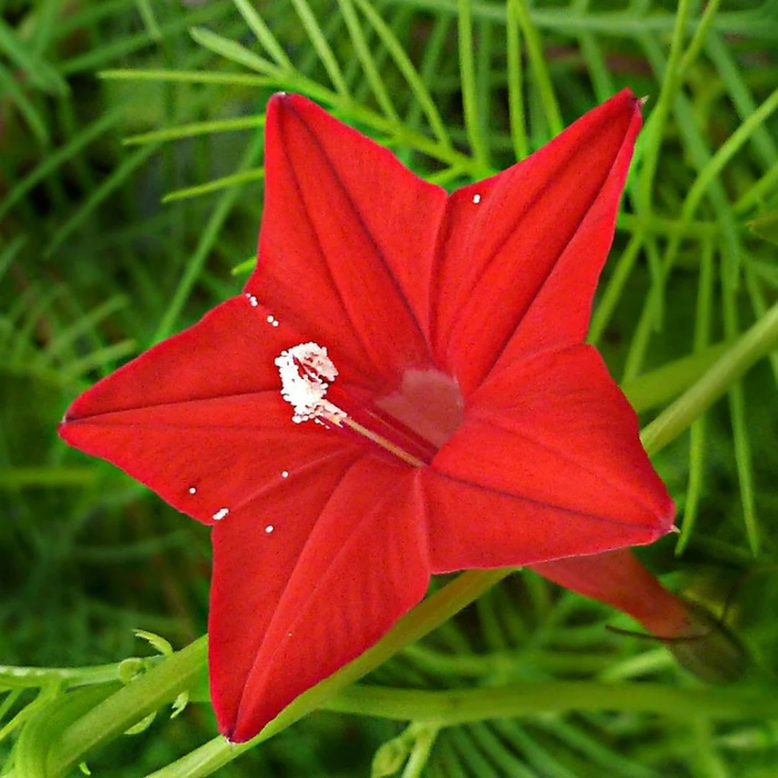 Cypress Vine Ipomoea Quamoclit Seeds