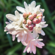 Pink Tuberose Seeds
