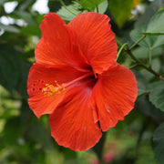 Red Hardy Hibiscus Seeds