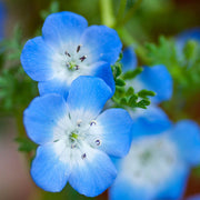 Baby Blue Eyes Nemophila Seeds