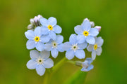 Classic Blue Forget-Me-Not Seeds