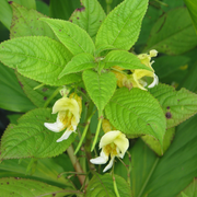 Impatiens Scabrida Seeds