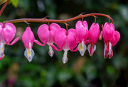 Yellow Seeds, Dicentra spectabilis