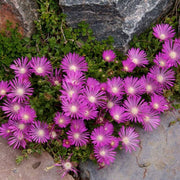Groundcover Ice Seeds