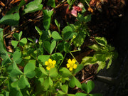 Wood Sorrel Oxalis Seeds