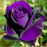 Purple Dragon Rose Seeds