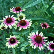 Green Twister Echinacea Seeds