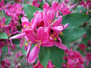 Tatarian Honeysuckle Seeds