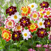 Collarette Dahlia Seeds