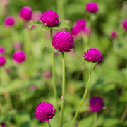 Purple Globe Amaranth Gomphrena Seeds