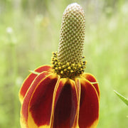 Mexican Hat Seeds