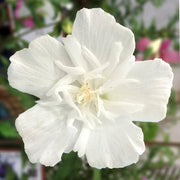 White Rose of Sharon Seeds