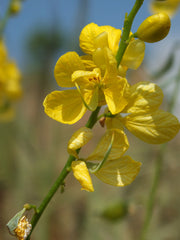 Egyptian Senna Alexandrina Seeds