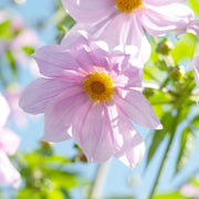 Imperialis Dahlia Seeds