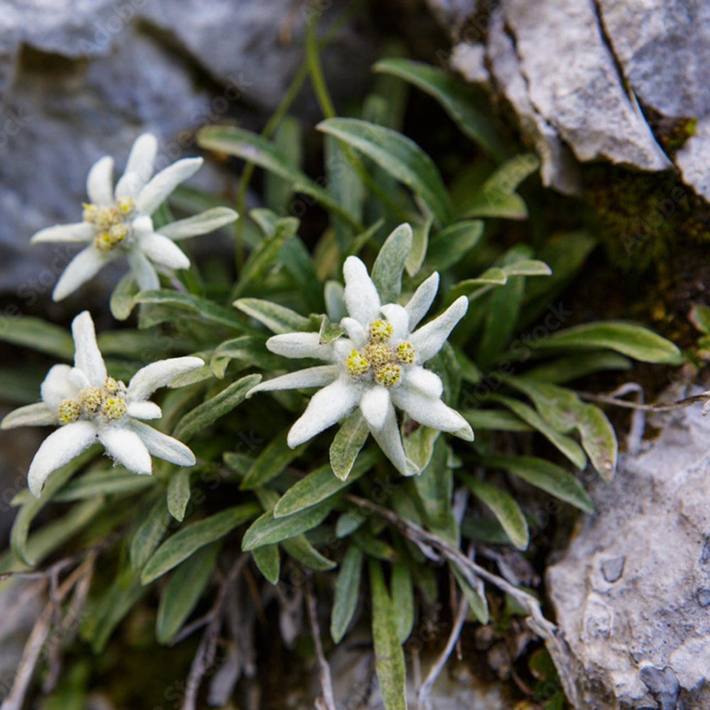 Alpine Star Edelweiss Seeds