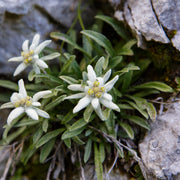 Alpine Star Edelweiss Seeds