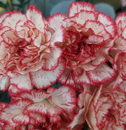 Avranchin Red & White Carnation Seeds