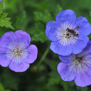 Geranium Seeds, Rozanne