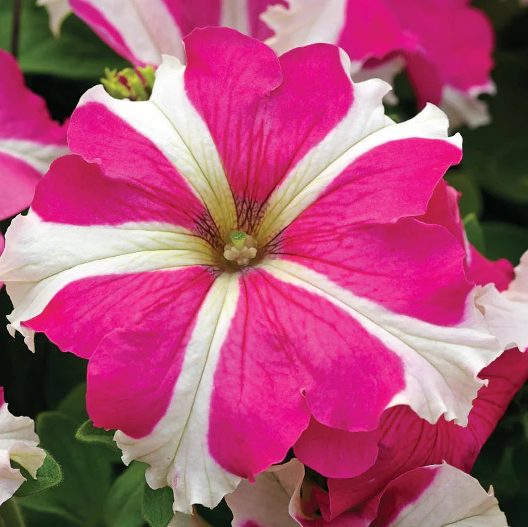 Pink and White Petunia Seeds