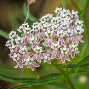 Narrowleaf Milkweed Asclepias Fascicularis Seeds