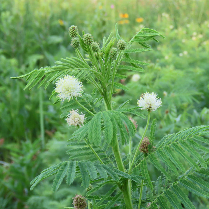 Legume Illinois Bundle Seeds