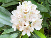 Rosebay Rhododendron Seeds