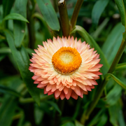 Strawflower Seeds, Xerochrysum bracteatum Flower Seeds
