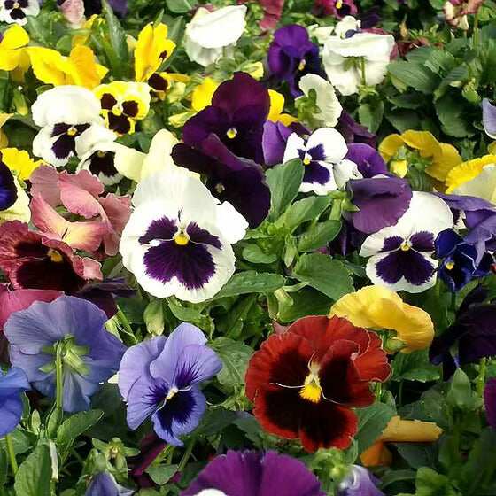 Mixed Swiss Pansy Seeds