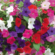 Hybrid Mixed Petunia Seeds