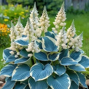 Hosta Seeds, Blue