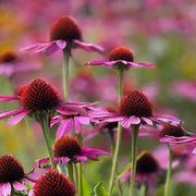 Beds Coneflower Seeds