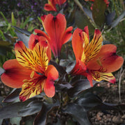 Garden Alstroemeria Seeds