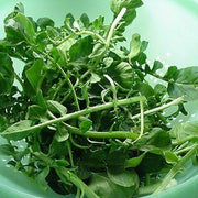 Wrinkled Crinkled Cress Seeds, Herbal