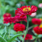 Bright Red Zinnia Seeds
