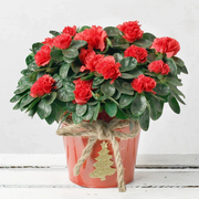 Vibrant Bloom Red Azalea Seeds
