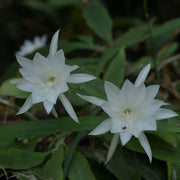 Queen of The Night Seeds